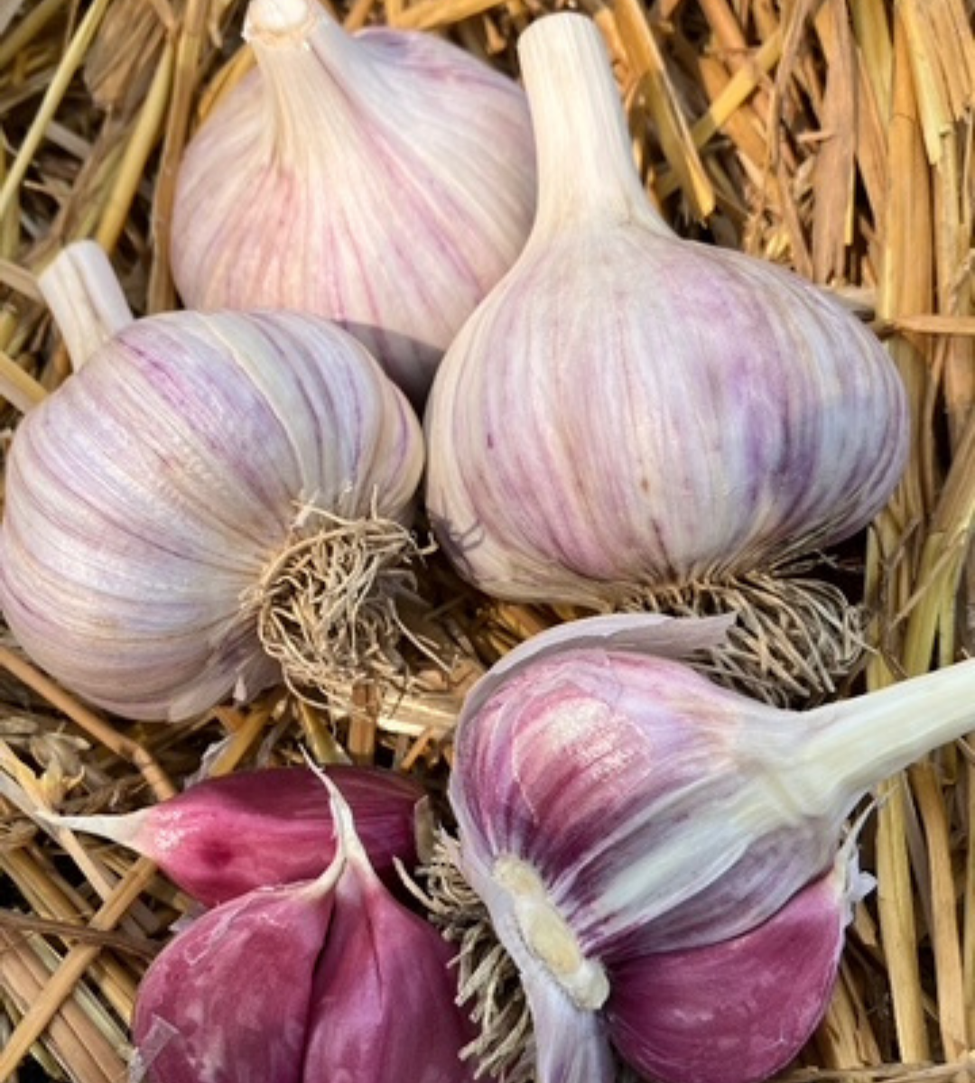 Railway Creek Farms. Picture of garlic sitting on some hay.