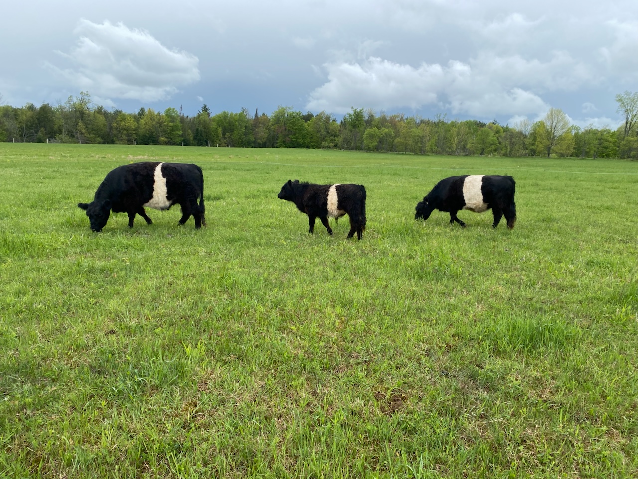 Belted Galloway Cattle (oreo cattle)