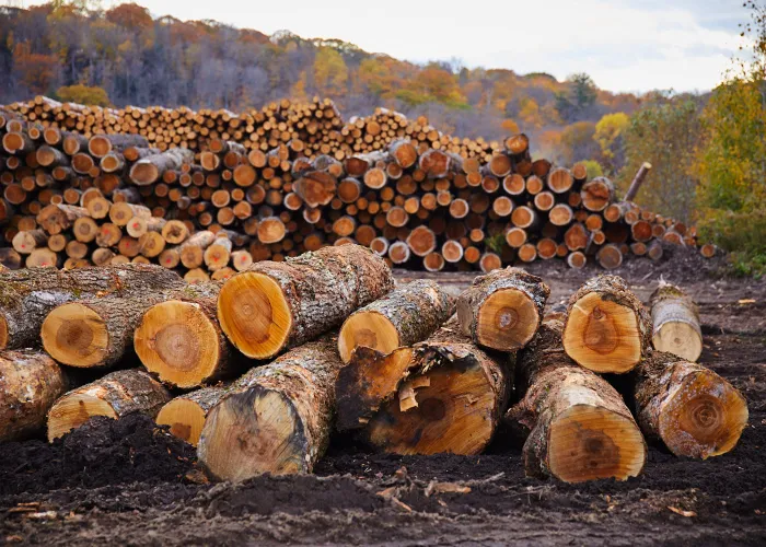 Several cut logs in a pile at a forestry business