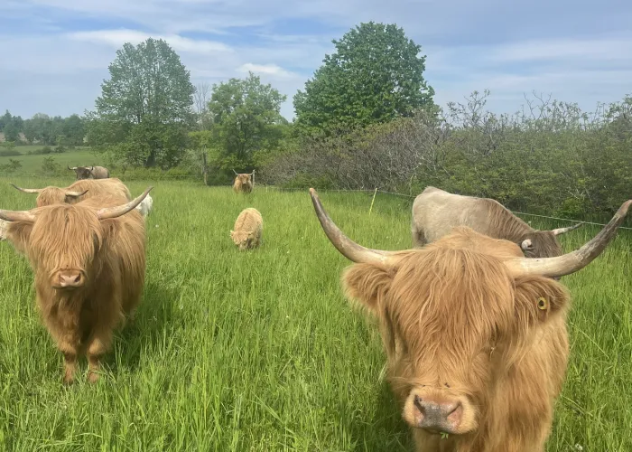 photo of highland cows in a field