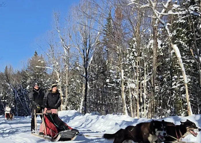 dog sledding on winter trail