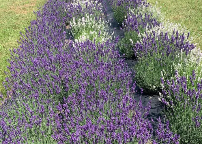 lavender field