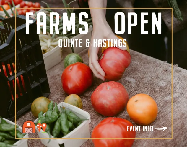 Farms Open Quinte & Hastings. Person picking up red tomatoes from a table